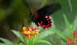 蝴蝶飞舞视频,捕捉自然之美