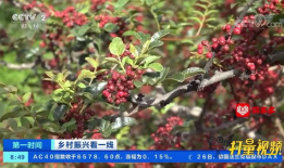 花椒视频,揭秘短视频平台的魅力与挑战